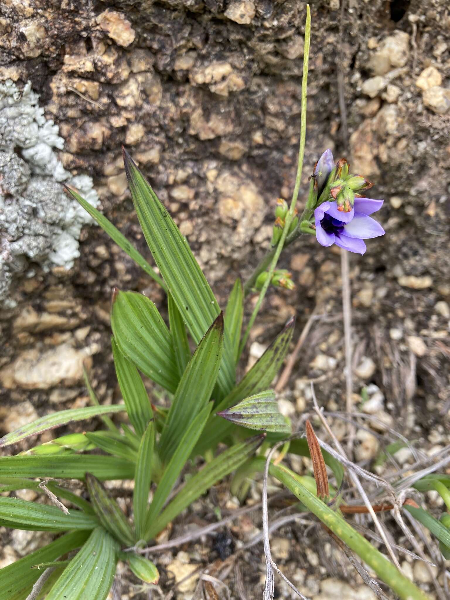 Image of Babiana fragrans (Jacq.) Steud.