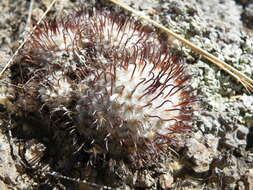 Image de Mammillaria perezdelarosae subsp. perezdelarosae