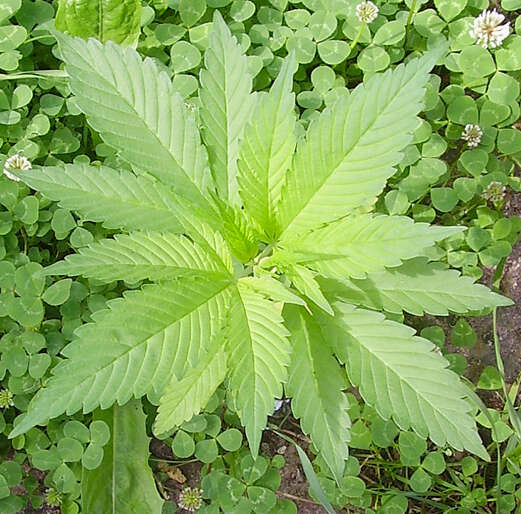 Image of marijuana