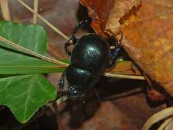 Image of Anoplotrupes