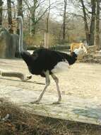 Image of ostriches