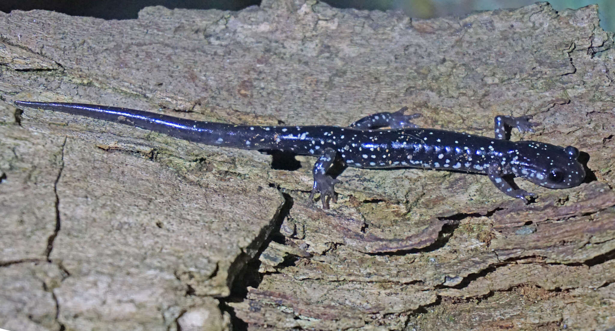 Image of Cumberland Plateau Salamander