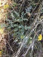 Слика од Lomatium austiniae (Coult. & Rose) Coult. & Rose