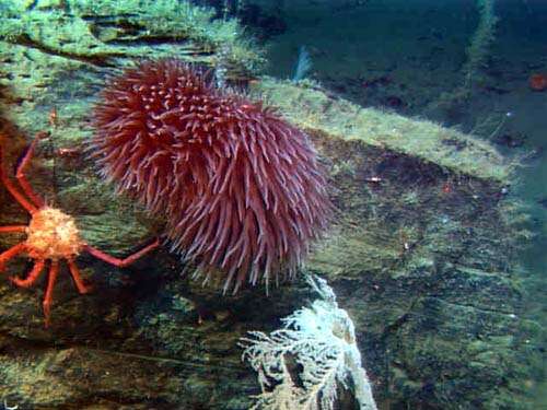 Image of Sea Anemone