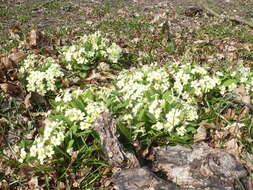 Image of Primrose