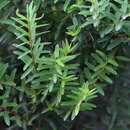 Image of Veronica diosmifolia R. Cunn.