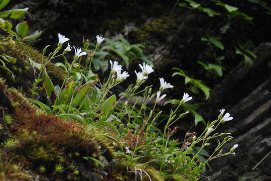 صورة Cerastium morrisonense Hayata