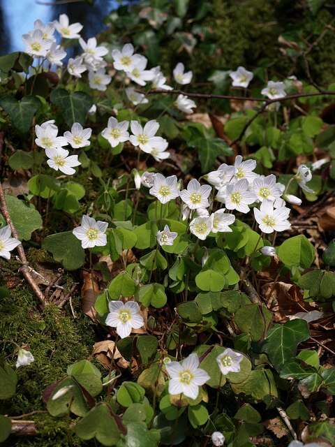 Imagem de Oxalis acetosella L.