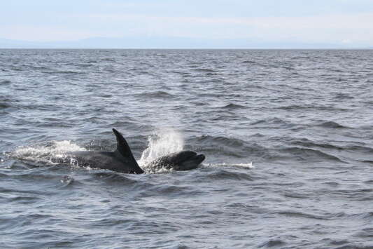 Imagem de Tursiops Gervais 1855