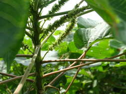 Image de Acalypha grandibracteata Merr.