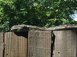 Image of Morelia spilota mcdowelli Wells & Wellington 1984