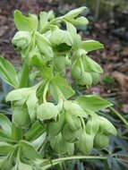 Image of Stinking Hellebore