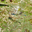 Image of Skimming Bluet