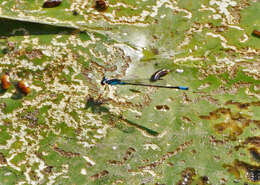 Image of Skimming Bluet