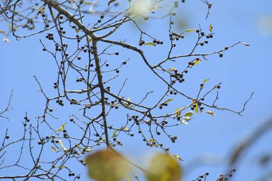 Image de Colubrina arborescens (P. Mill.) Sarg.