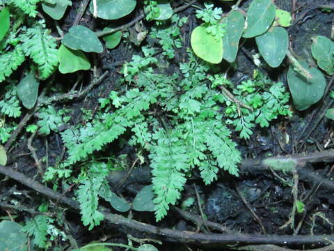 Image of Asplenium laciniatum subsp. tenuicaule (Hayata) Fraser-Jenk.