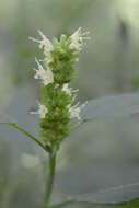 Image of Yellow Giant Hyssop