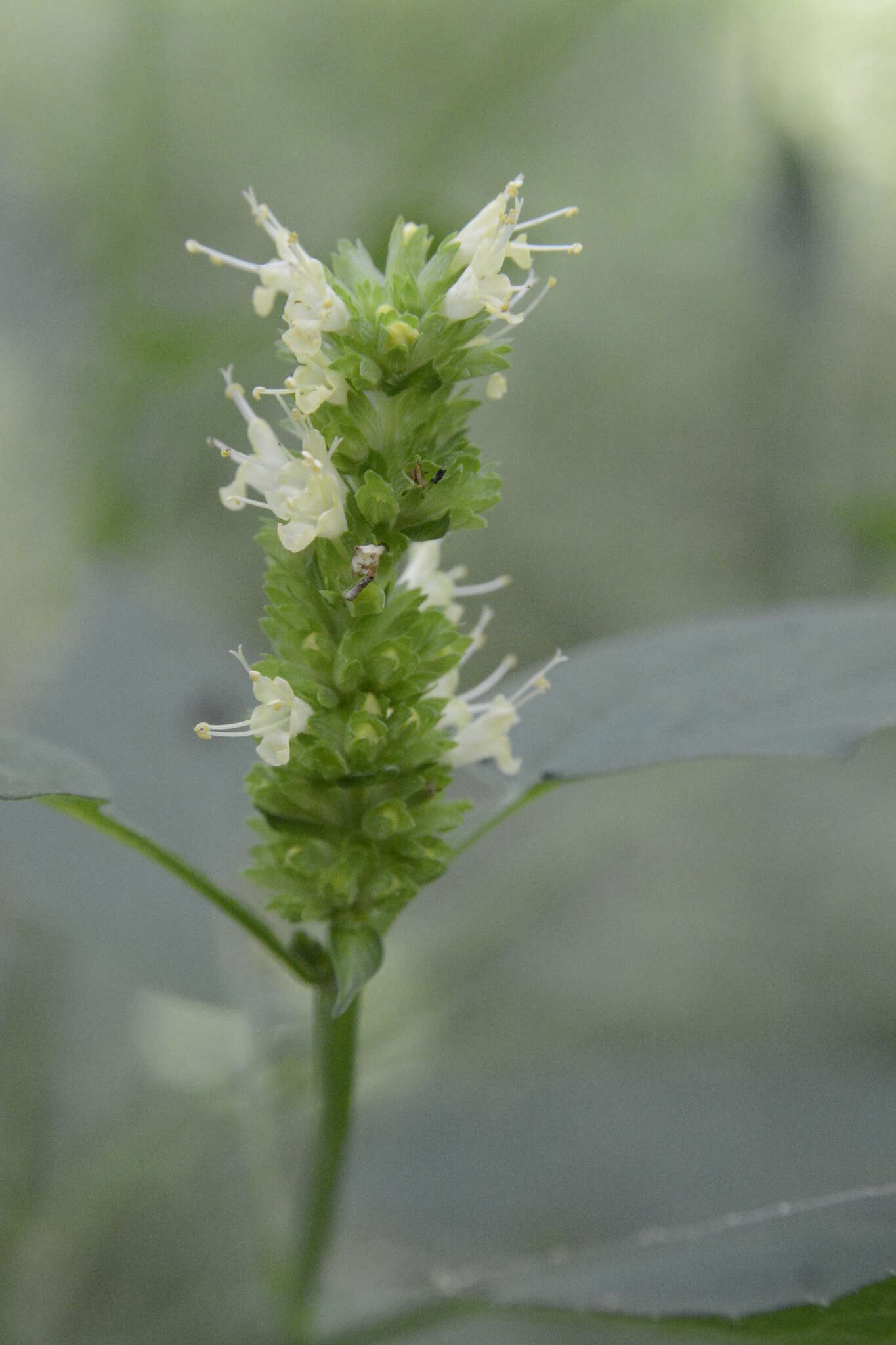 Image of Yellow Giant Hyssop