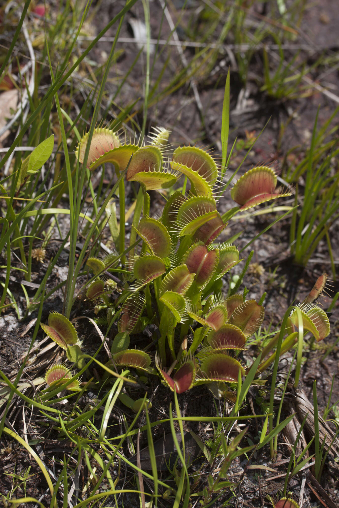 Image of Dionaea