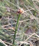 Imagem de Cyperus gymnocaulos Steud.