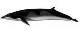 Image of Antarctic Minke Whale