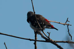 Image of Diamond Firetail