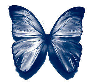 Imagem de Morpho menelaus Linnaeus 1758