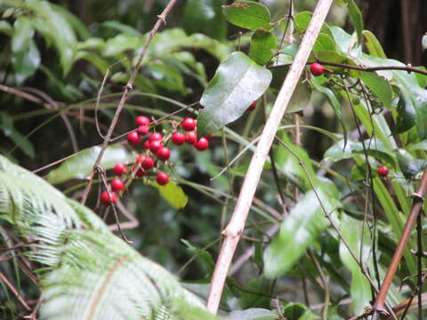 Sivun Ripogonum scandens J. R. Forst. & G. Forst. kuva