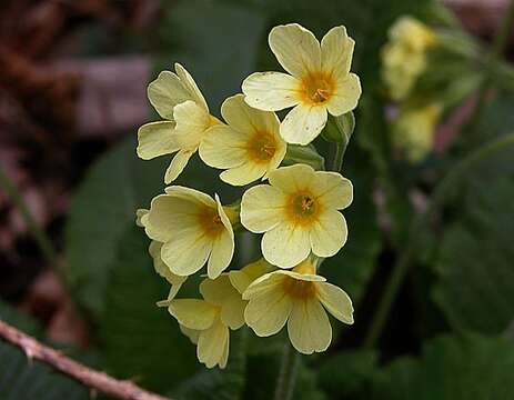 Image of oxlip