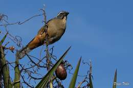 Image of Golden-billed Saltator