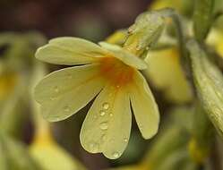 Image of oxlip