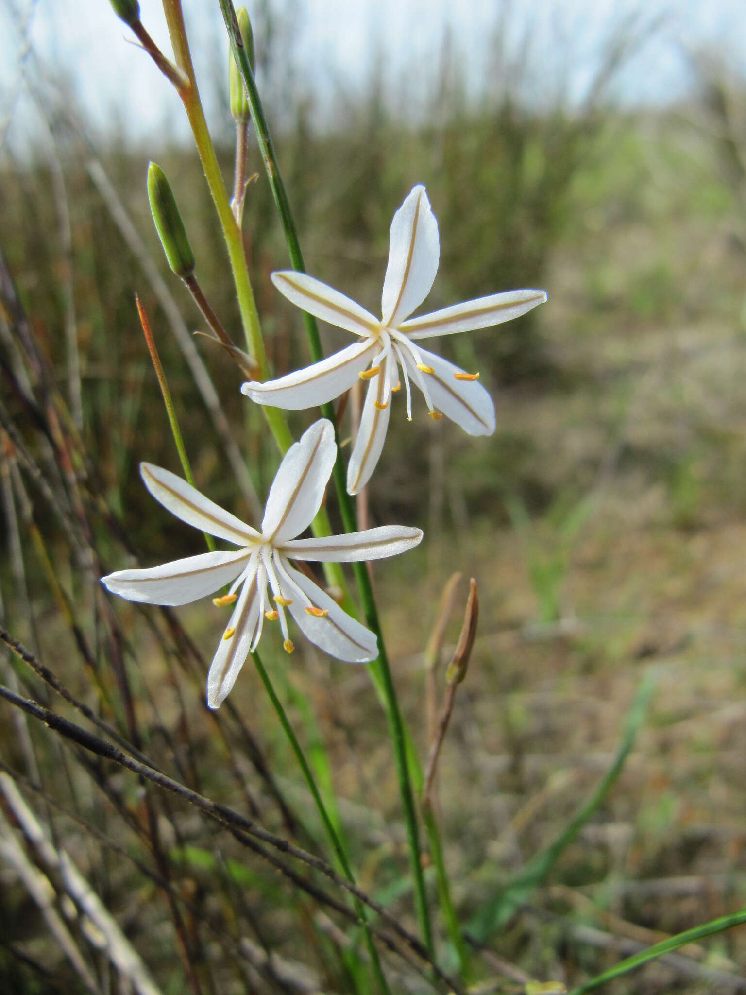 Image of Trachyandra hirsuta (Thunb.) Kunth