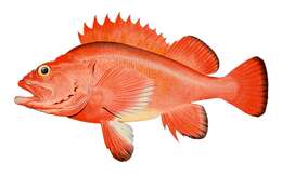 Image of Rougheye rockfish
