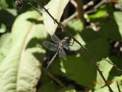 Image of Beaverpond Baskettail