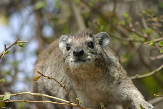 Image of Bush Hyrax