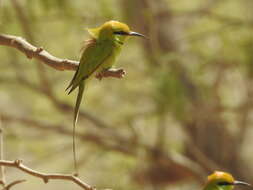 Image of African Green Bee-eater