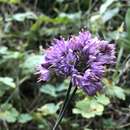 صورة Allium thunbergii G. Don