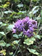 Image of Allium thunbergii G. Don