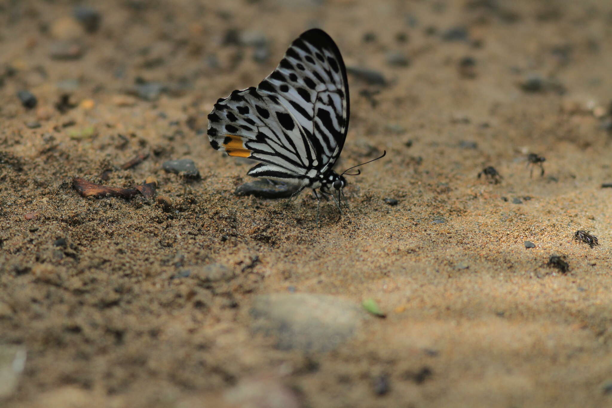 Image of Graphium delesserti (Guérin-Méneville 1839)