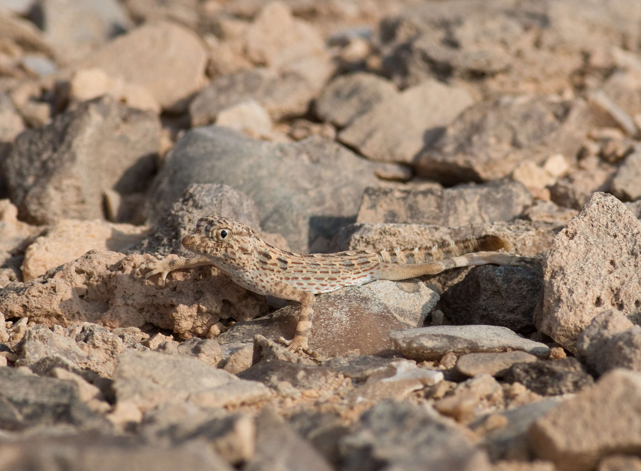 Image of Carter’s Semaphore Gecko