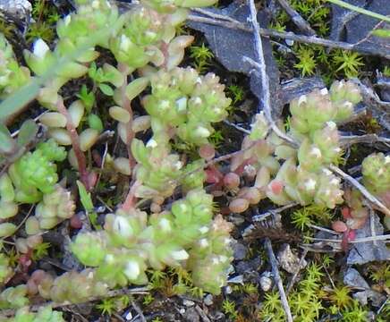 Image of Sedum arenarium Brot.