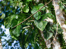 Image of Monstera adansonii subsp. laniata (Schott) Mayo & I. M. Andrade