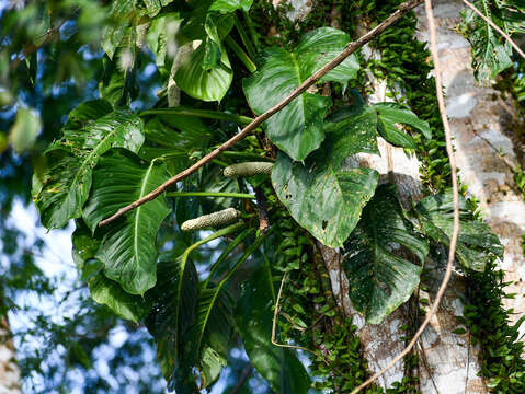 Image of Monstera adansonii subsp. laniata (Schott) Mayo & I. M. Andrade