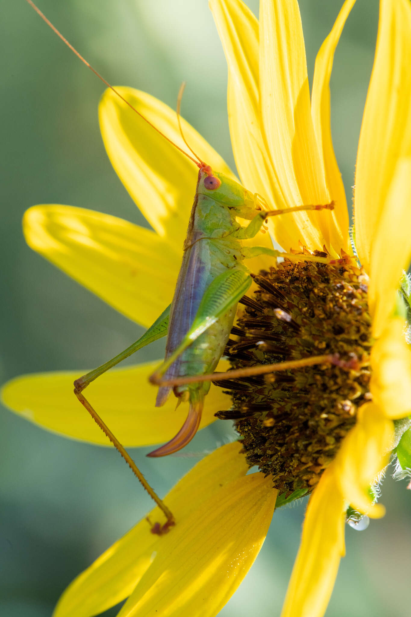 Image of Long-spurred Meadow Katydid