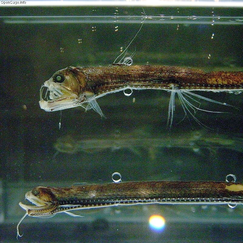 Image of Dannevig's Dragonfish