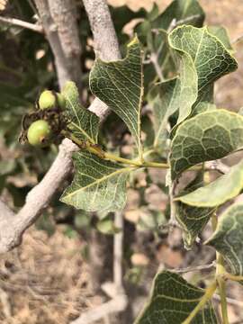 Plancia ëd Coelospermum reticulatum (F. Muell.) Benth.