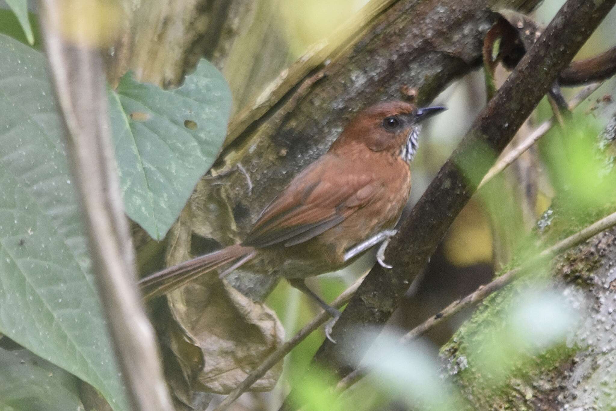 Image of Stripe-breasted Spinetail