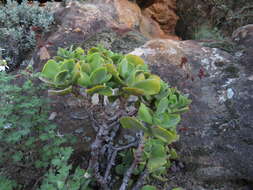 Image of Crassula atropurpurea var. watermeyeri (Compton) Tölken