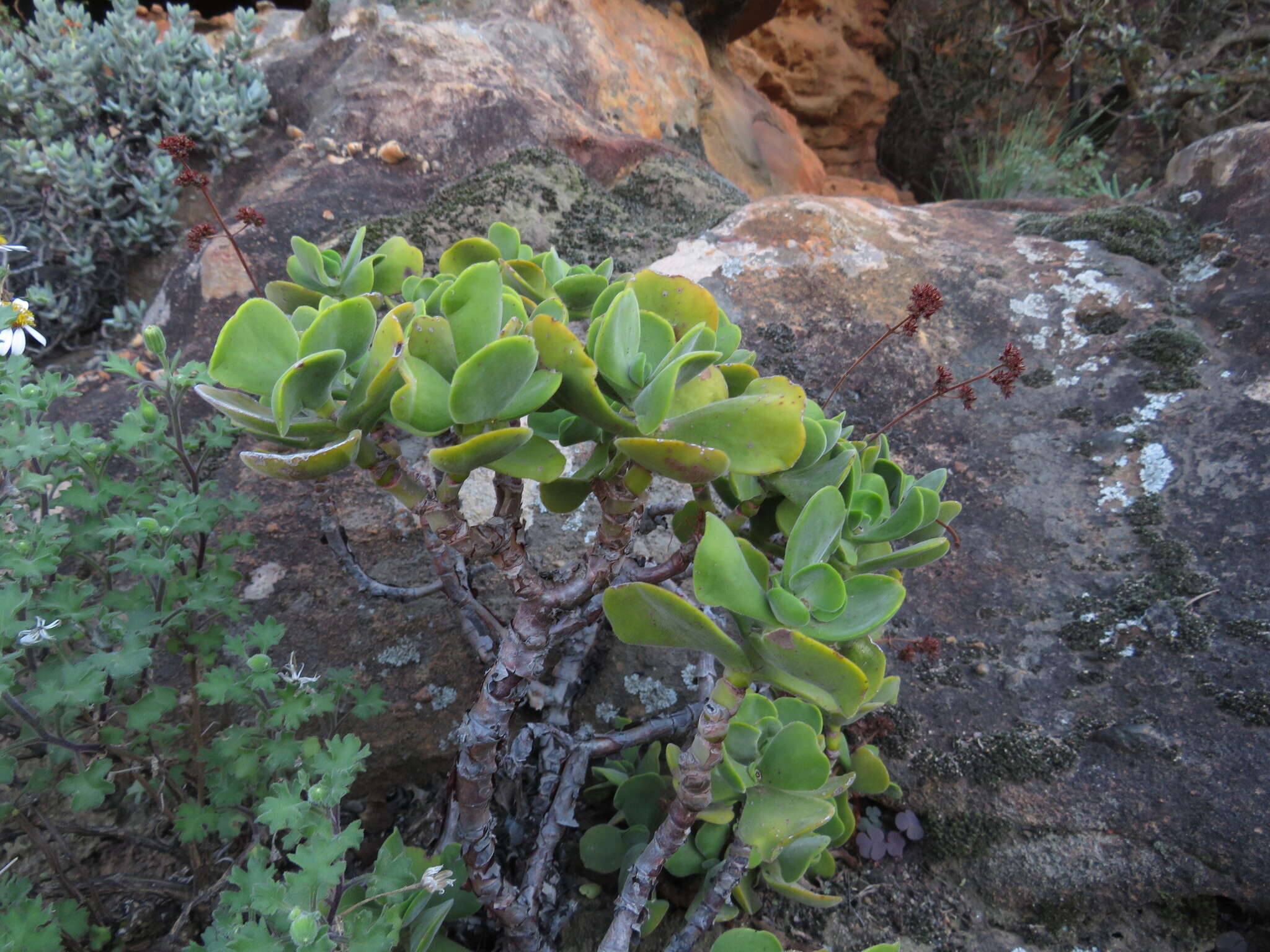 Image of Crassula atropurpurea var. watermeyeri (Compton) Tölken