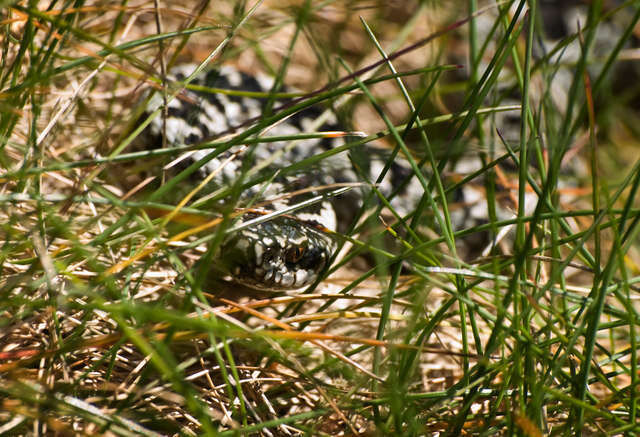 Image of Adder